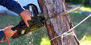 Best Hazardous Tree Removal  in New Braunfels, TX