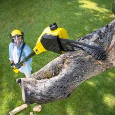 Best Tree and Shrub Care  in New Braunfels, TX