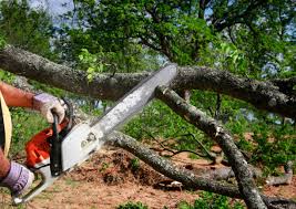  New Braunfels, TX Tree Removal Pros