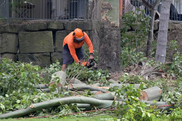 Best Root Management and Removal  in New Braunfels, TX